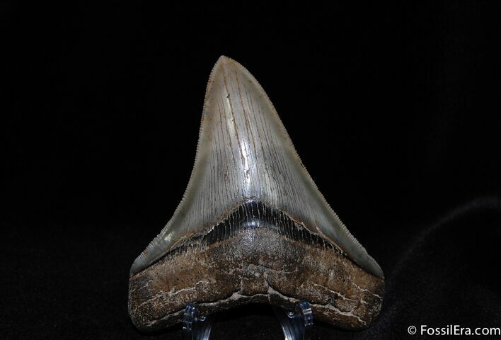 Perfect Inch Megalodon Tooth #78